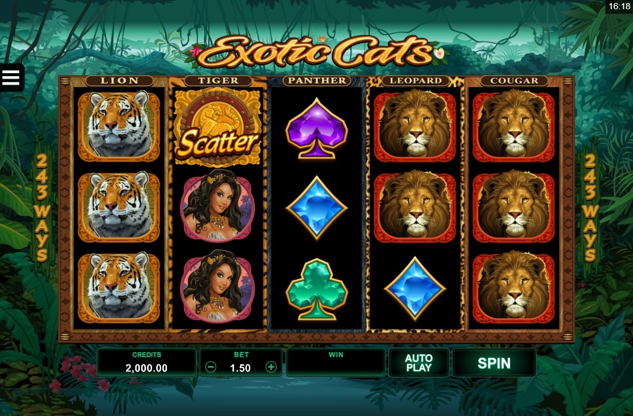 Exotic Cats Slot Gameplay