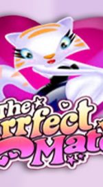 The Purrfect Match