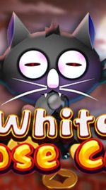 White Nose Cat