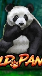 Wild Panda