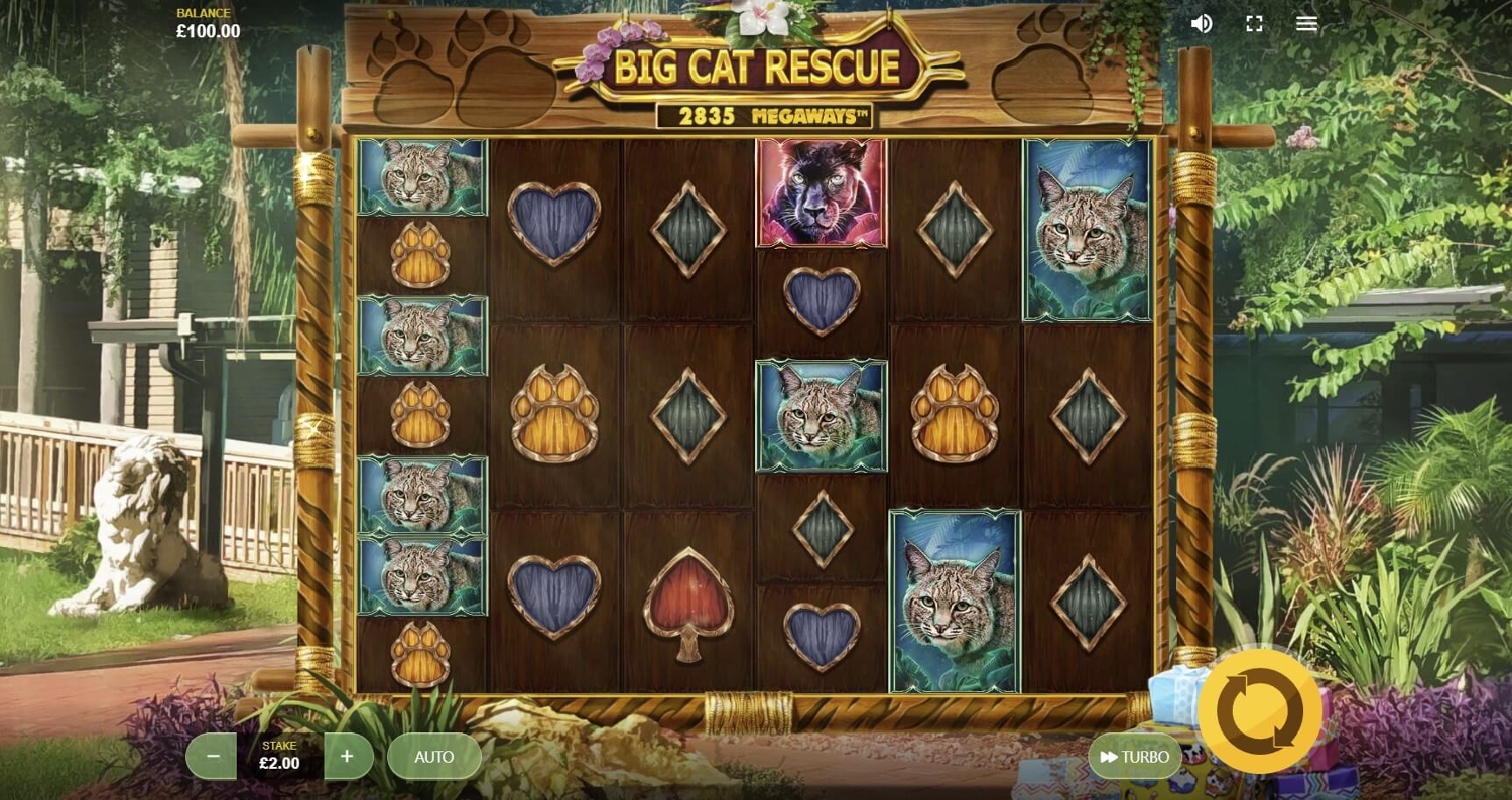 Big Cat Rescue Megaways Gameplay Image